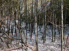 -镇江市南山风景名胜区竹林景区