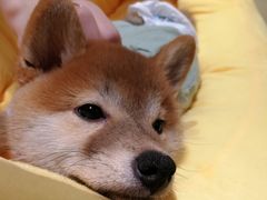 -逗柴咖啡屋·狗咖猫咖宠物桌游