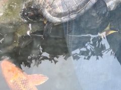 -园林格兰云天大酒店-太极名厨中餐厅