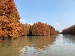 -上海海湾国家森林公园