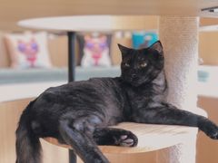 -CAT’S MEWSTAR CAFE·喵星球猫屋(晴湾咖啡店)