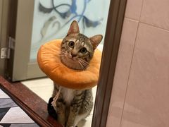 -瑞派罗医生宠物诊所(古镇分所)