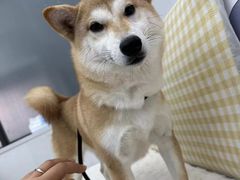 -翊宠yipet猫狗购宠庄园犬舍•猫舍