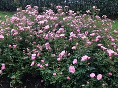 iphone_upload_pic-上海鲜花港