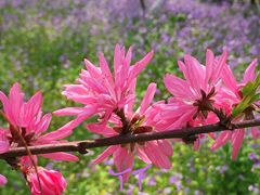 -白塘生态植物园
