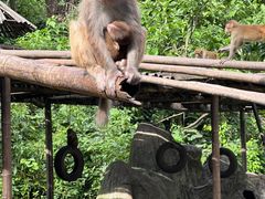 -西双版纳原始森林公园