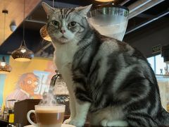 -咖法森林·咖啡  酒吧(天河店)