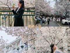 -武汉大学-樱园