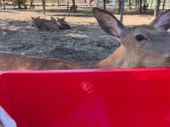 -北京鹿世界主题园