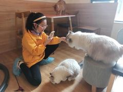 -滚猫咖啡·猫咖·猫友好撸猫(未来城店)