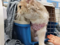 -纳吉亚猫专科动物诊疗中心(蒋宅口分院)