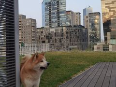 -百好乐宠物友好餐厅(朝外大街店)