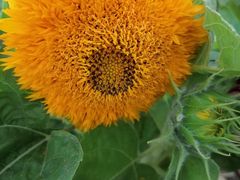 -保利·罗兰香谷