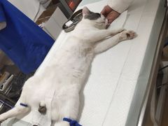 -灵美宠物诊所
