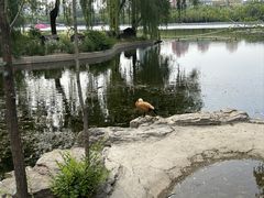 -莲花池公园