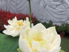 -陈家山荷花公园