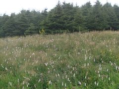 -白草畔自然风景区