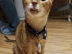 -MOCHA明星猫咖(田子坊店)