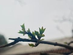 -西安化觉巷清真大寺