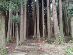 -武陵山森林公园