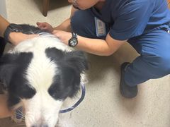 -爱派特动物医院·全科诊疗中心