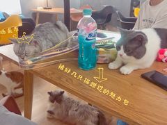 -松果猫咖(桐乡吾悦金街店)