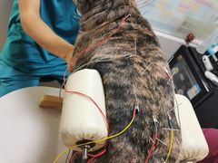 -西安京西宠物医院·瘫痪·疑难杂症