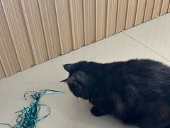 -鼓捣猫呢主题猫咖店