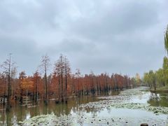 -池杉湖湿地公园