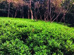 -杭州半山国家森林公园