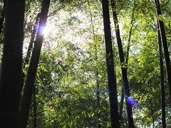 -上海佘山国家森林公园西佘山园