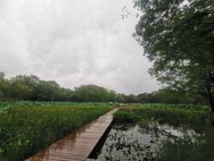 -西溪国家湿地公园