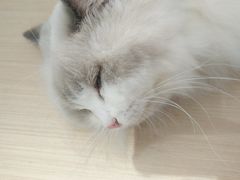 -瞄一喵猫咖(格力海岸店)