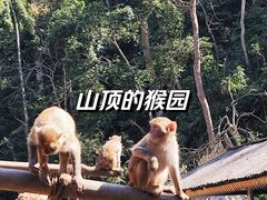 -西双版纳原始森林公园