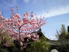 -西安青龙寺遗址景区