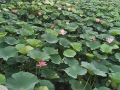 -长春市南湖公园