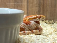 -酷以爬仙阁实体爬宠店·守宫·蜥蜴·专业繁育