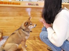 -柴务处·柴犬主题狗咖