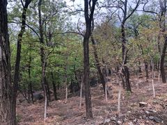 -阳台山自然风景区