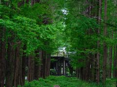 -黄海国家森林公园