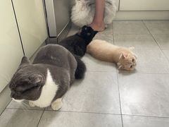 -momokira米努特·德文卷毛猫·棉花面纱犬