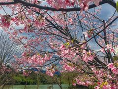 -福建鲤鱼洲酒店