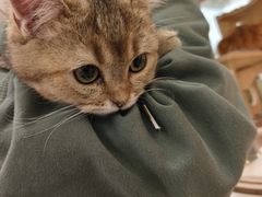 -平行世界·猫咖(首经贸店)