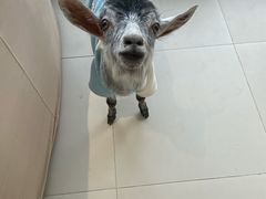 -怪兽屋·羊驼·猫咖·狗咖(俊华广场店)