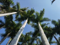 -深圳仙湖植物园