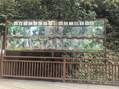 -西双版纳原始森林公园