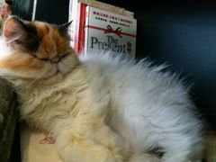 -吉丁鸟咖·异宠·寄养