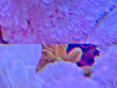 -循礼门鲜花花市(武汉循礼门店)