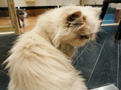 -猫色咖啡·猫咖