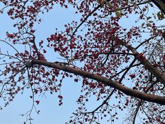-长洲渡车船码头